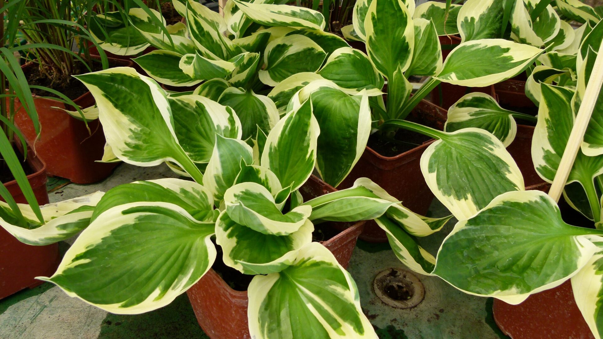 Hosta